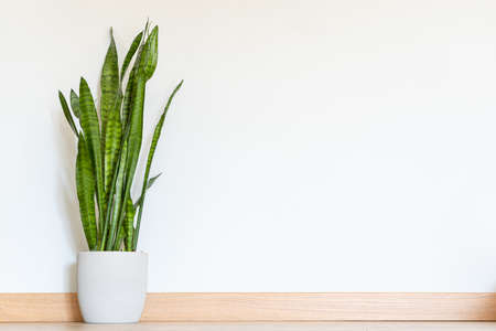 Plant on the floor mockup. beautiful trendy plant in the house on the floorの写真素材