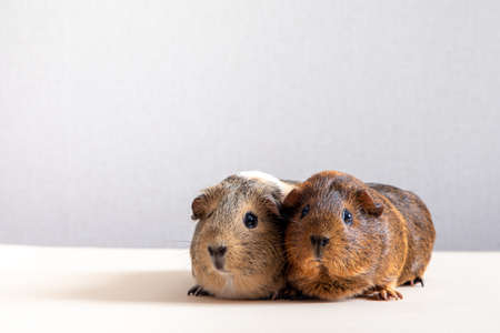 Beautiful guinea pig staring at camera and posing. Domestic guinea pigの写真素材