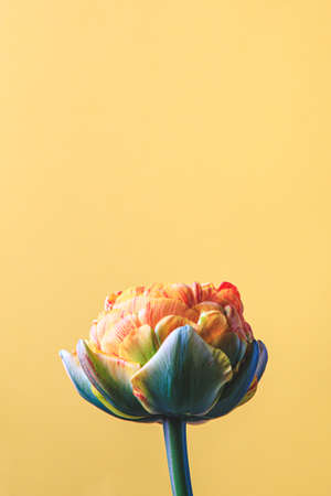 tulip flower on beige background. Flat lay, top view floral festive holiday concept. place for your text, selective focus.の写真素材