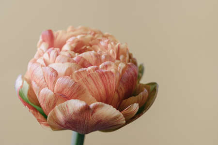 tulip flower on beige background. Flat lay, top view floral festive holiday concept. place for your text, selective focus.の写真素材