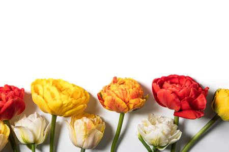 tulip flowers bouquet on white background. Flat lay, top view floral festive holiday concept. place for your text, selective focus,の写真素材