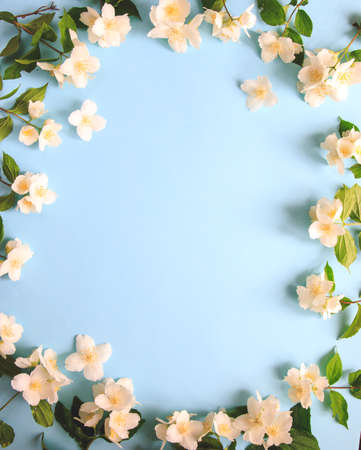 Tender jasmine flowers on blue background. Jasmine (Other names are Jasminum, Melati, Jessamine, Oleaceae) flowers. Space for textの写真素材