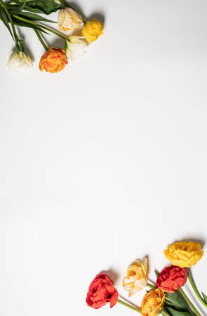 tulip flowers bouquet on white background. Flat lay, top view floral festive holiday concept. place for your text, selective focus,の写真素材