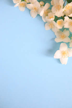 Tender jasmine flowers on blue background. Jasmine (Other names are Jasminum, Melati, Jessamine, Oleaceae) flowers. Space for textの写真素材