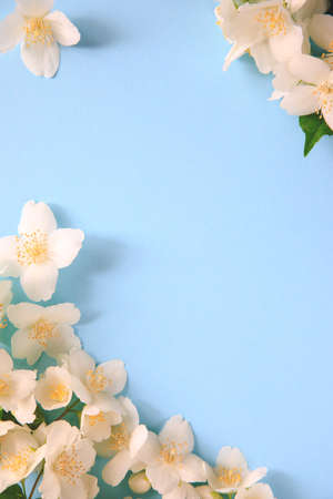 Tender jasmine flowers on blue background. Jasmine (Other names are Jasminum, Melati, Jessamine, Oleaceae) flowers. Space for textの写真素材