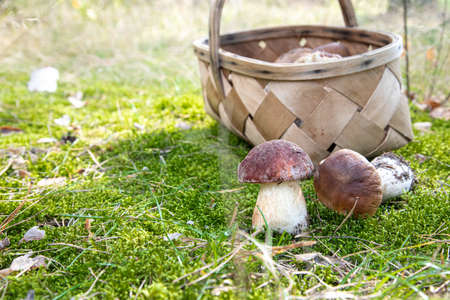 Basket of fresh autumn mushrooms. Basket with edible mushrooms. Boletus edulisの写真素材