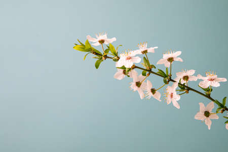 Spring background with beautiful white flowering branches. Nature Pastel blue background, bloom delicate flowers. springtime.の写真素材