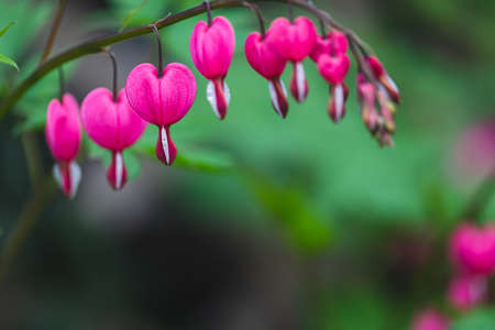 Dicentra spectabilis (Lamprocapnos) - bleeding heart. Asian bleeding-heart. Dicentra formosa blooming in the garden, Nature floral background.の写真素材