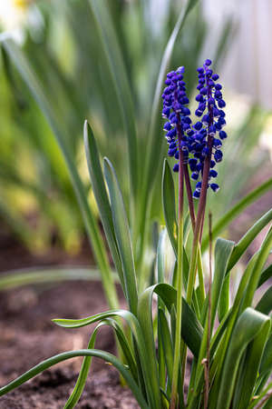 Grape hyacinth (Muscari armeniacum) blooming in the spring, closeup with selective focus. Muscari neglectum known as Grape hyacinth. Spring floral background.の写真素材
