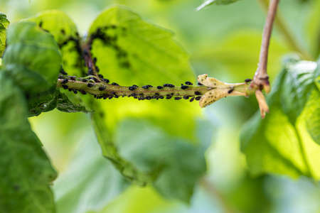 Aphids, black fly (black bean aphids, blackfly) on leaves. Close up and selective focus of a plant covered with a large number of black pest insects. Bean aphid (Aphis fabae) or blackfly, bean aphid and beet leaf aphid.の写真素材