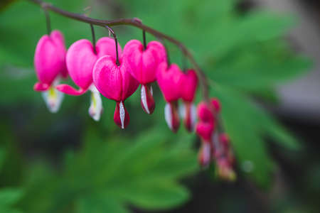 Dicentra spectabilis (Lamprocapnos) - bleeding heart. Asian bleeding-heart. Dicentra formosa blooming in the garden, Nature floral background.の写真素材