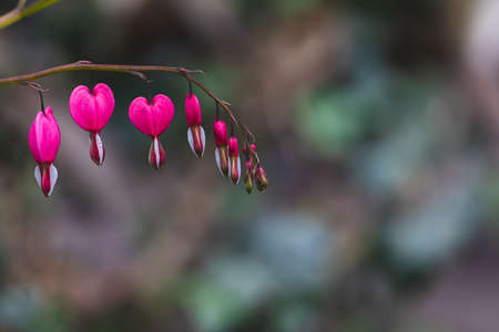 Dicentra spectabilis (Lamprocapnos) - bleeding heart. Asian bleeding-heart. Dicentra formosa blooming in the garden, Nature floral background.の写真素材