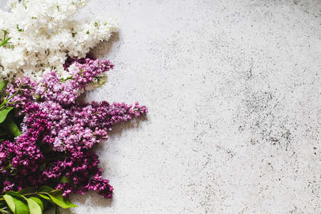 Spring Lilac flowers on gray background decorative border copy space flat lay.の写真素材