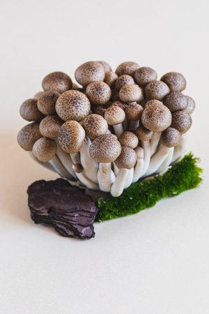 Cluster of fresh brown shimeji mushrooms close up. shimeji mushrooms on a light background with stone and moss.の写真素材