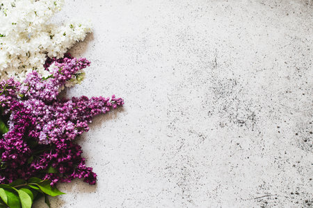 Spring Lilac flowers on gray background decorative border copy space flat lay.の写真素材