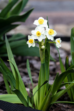 Beautiful white daffodils in a spring garden. Springtime blooming narcissus flowers. selective focusの写真素材