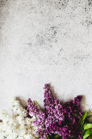 Spring Lilac flowers on gray background decorative border copy space flat lay.の写真素材