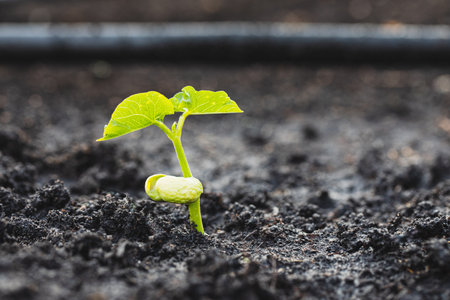 The seedlings grow from fertile soil and the morning sun shines. Ecology and ecological balance conceptの写真素材