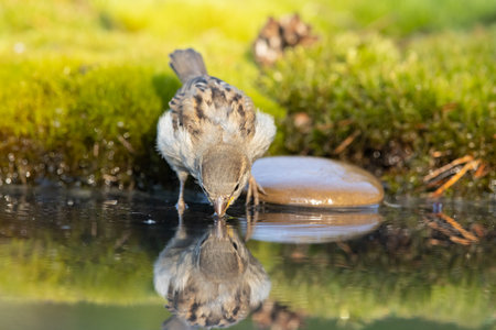 sparrow, Passer domesticus. a beautiful sparrow in a natural environmentの写真素材