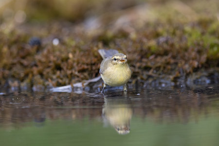 Wood warbler, Phylloscopus sibilatrix. a beautiful bird swims and looks at the reflection in the waterの写真素材