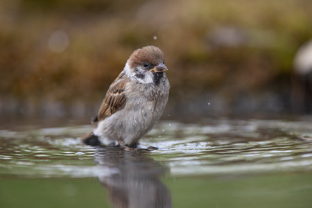 sparrow, Passer domesticus. a young sparrow is bathingの写真素材