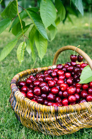 Tasty cherries in a wooden basket. basket of fresh ripe cherries in a gardenの写真素材