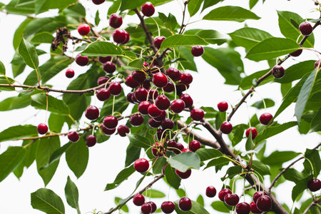 ripe juicy cherry berries on tree branches. a good harvest of many cherries.の写真素材