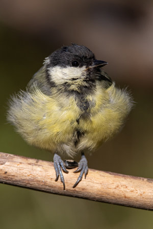 Great tit, Parus major. great tit in the natural environment, on a branchの写真素材
