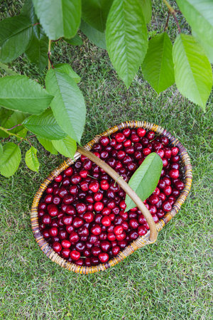 Tasty cherries in a wooden basket. basket of fresh ripe cherries in a gardenの写真素材