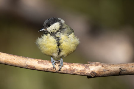 Great tit, Parus major. great tit in the natural environment, on a branchの写真素材
