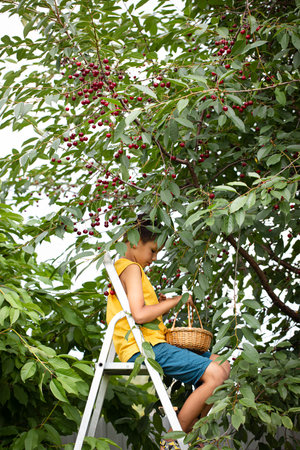 a boy harvests cherries in a basket on a ladder near a cherry tree.の写真素材