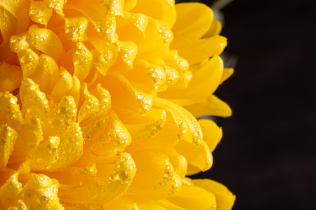 light closeup of yellow Chrysant flower. Large Chrysanthemum flower.の写真素材