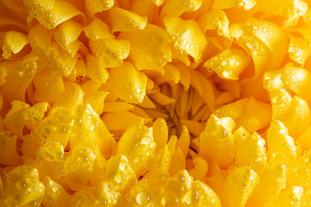 light closeup of yellow Chrysant flower. Large Chrysanthemum flower.の写真素材