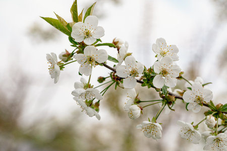 White beautiful flowers the fruit tree. Amazing spring blossom. Tree branches with beautiful flowersの写真素材
