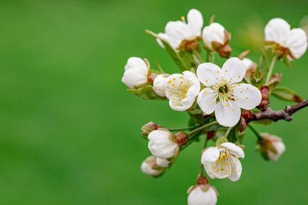 White beautiful flowers the fruit tree. Amazing spring blossom. Tree branches with beautiful flowersの写真素材