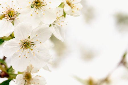 White beautiful flowers the fruit tree. Amazing spring blossom. Tree branches with beautiful flowersの写真素材