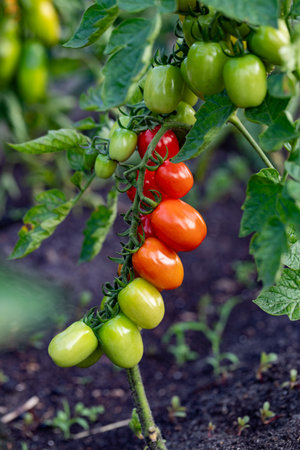Beautiful red ripe cherry tomatoes grown in a greenhouse. Close-up of a branch with tomatoesの写真素材