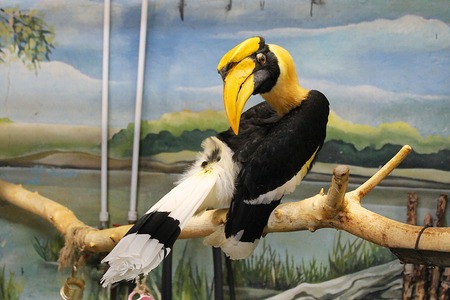 Bird Rhino at the Zoo, sits on a branchの写真素材