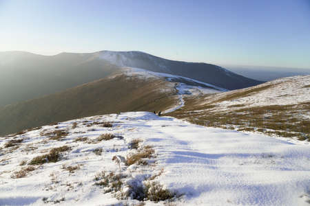 Grass in the snow Snowy mountainsの写真素材