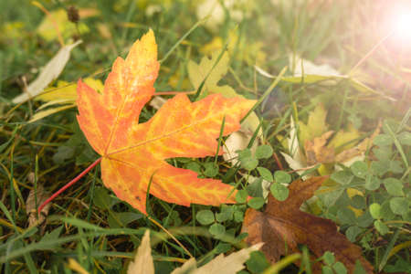 yellow leaf on green grass. Sun Ray. maple leafの写真素材