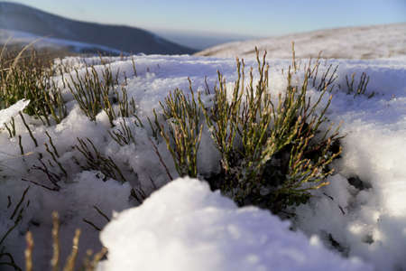 Grass in the snowの写真素材