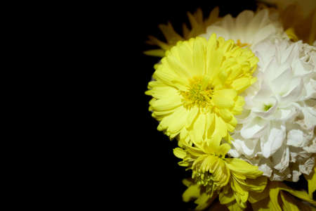 yellow yellow sunflowers on a black backgroundの写真素材