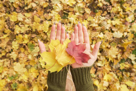 autumn leaves in the girl's handsの写真素材