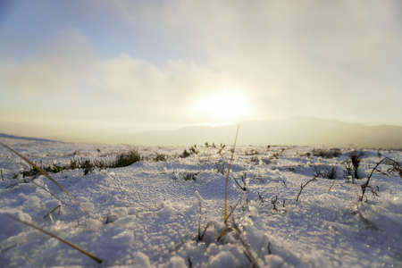 Grass Growing On Snowcapped Field During Winter. Sunriseの写真素材
