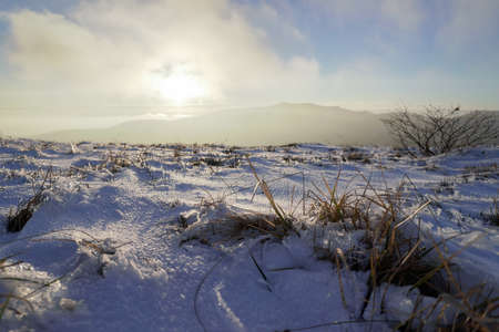 dry bush in the snowy mountains. Autumn. Winterの写真素材