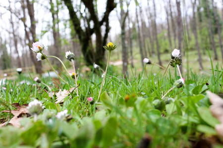closed up grass flowersの写真素材