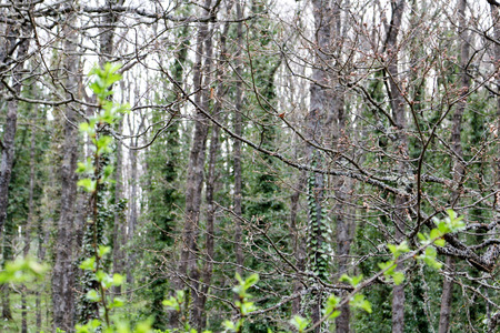 Green leaves in forestの写真素材