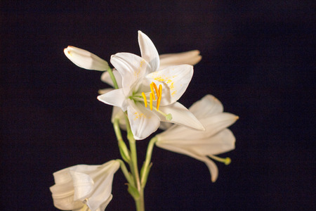 Beautiful white lilliesの写真素材