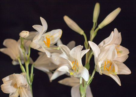 Beautiful white lilliesの写真素材