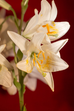 Beautiful white lilliesの写真素材